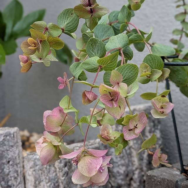 kumijiさんの部屋