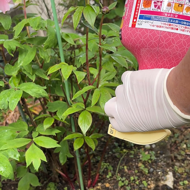 chIoeさんの部屋