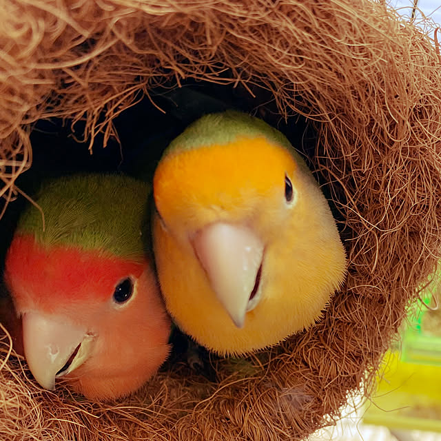 moainanoさんの実例写真