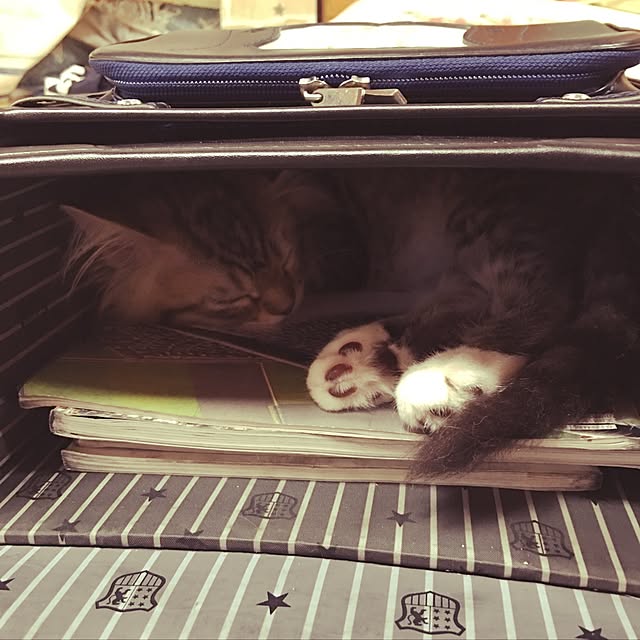 CATさんの実例写真