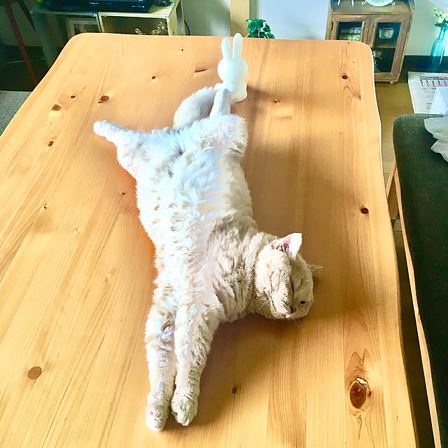 naokoさんの実例写真