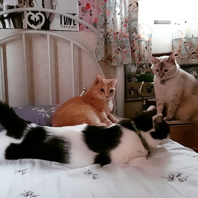 実例写真