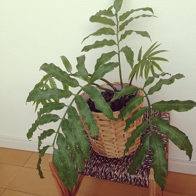 mt_hippoさんの実例写真