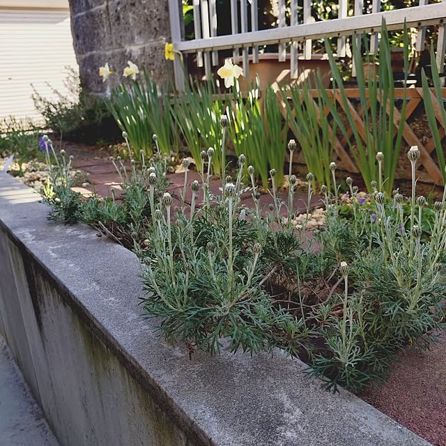 ameamekaasanさんの実例写真