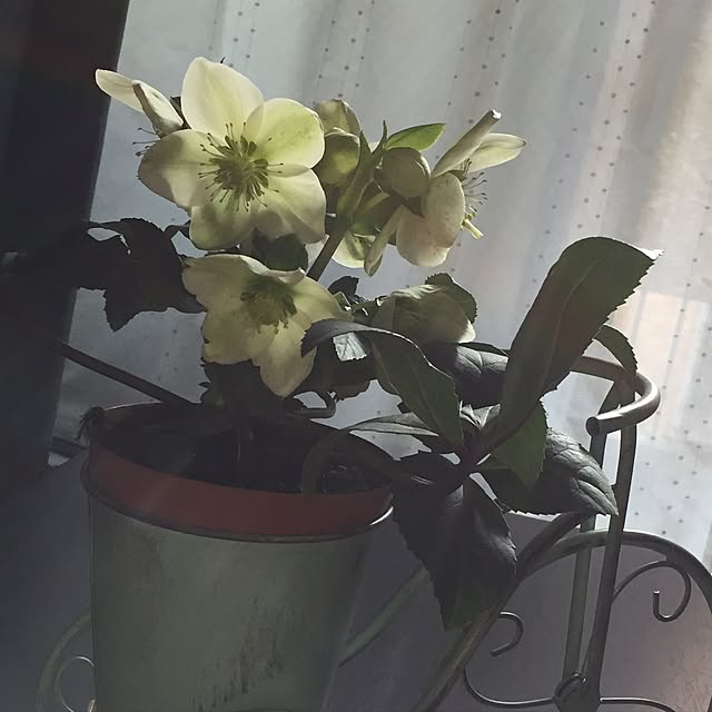 yukiさんの実例写真