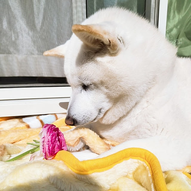 yukinkoさんの実例写真