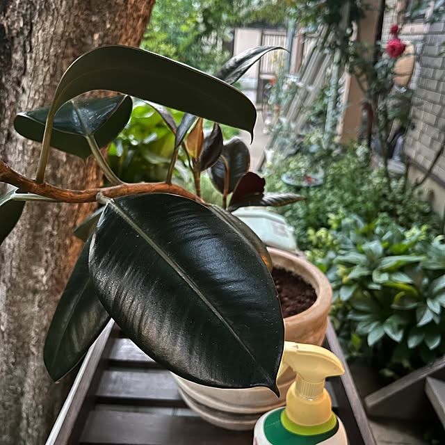 botanさんの部屋