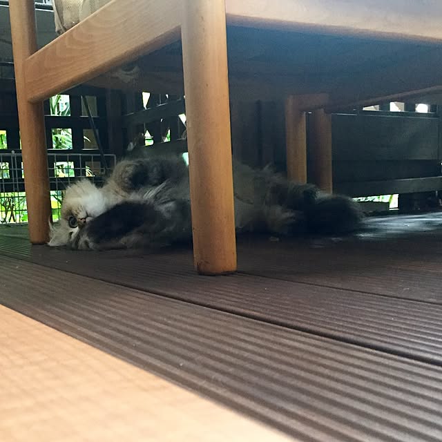 butachanさんの実例写真