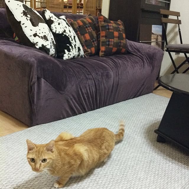 Yasumiさんの実例写真