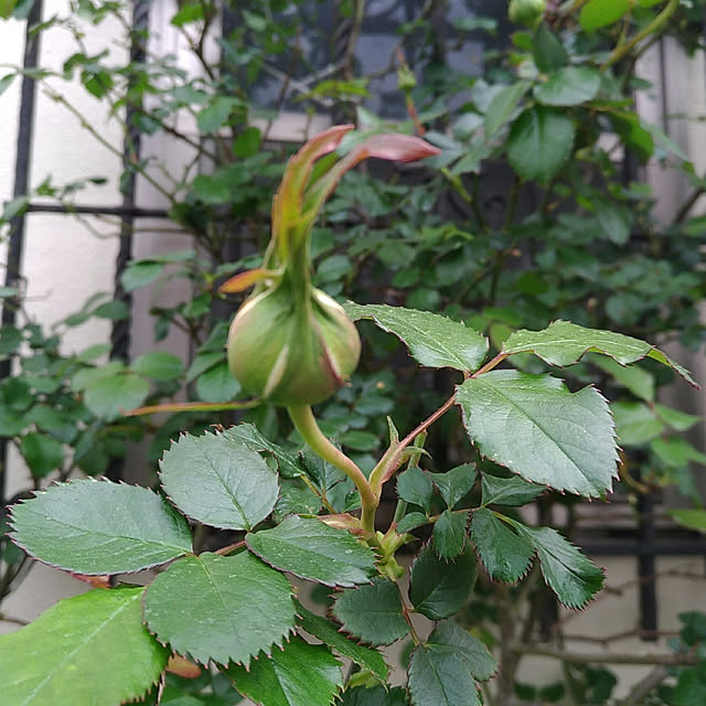 magnoliaさんの実例写真