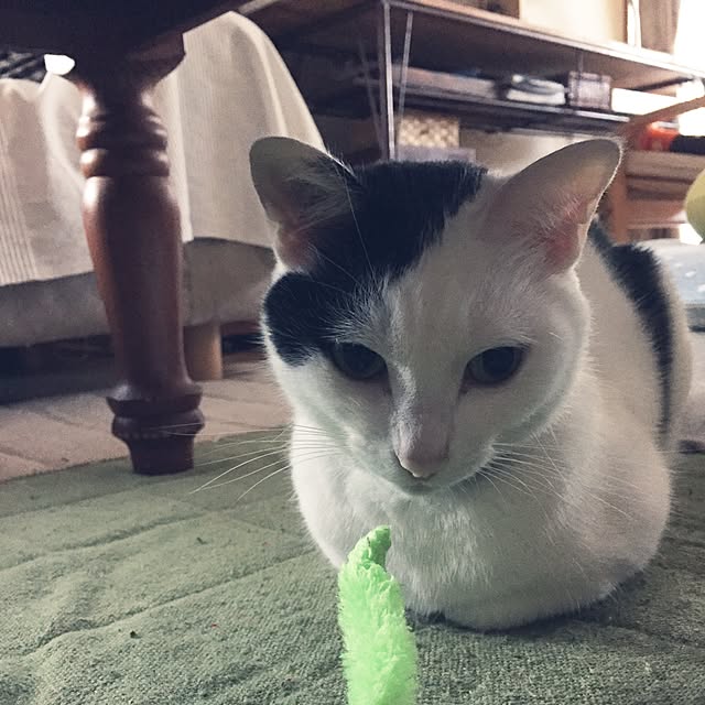 chiさんの実例写真