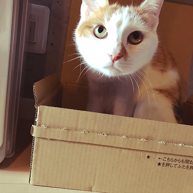 ziziguguさんの実例写真