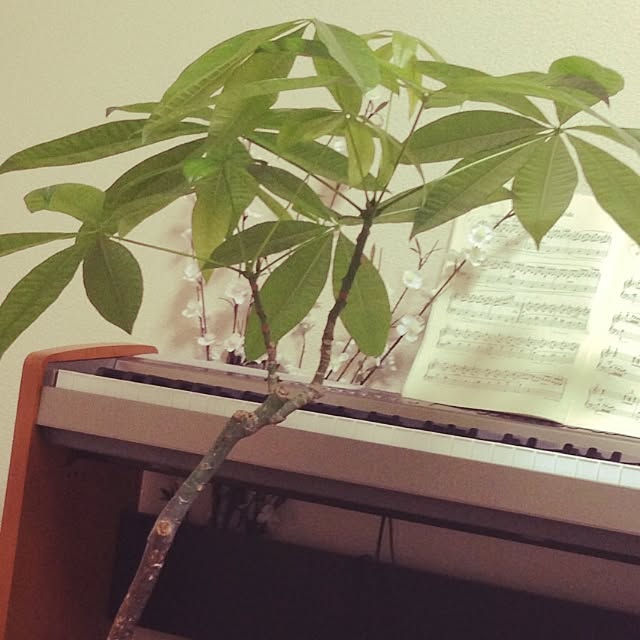kentaさんの実例写真