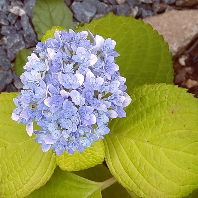 玄関/入り口/紫陽花/確か筑後のなんとか？/今年は5月から高気温で葉焼けが多くて…/オルレア...などのインテリア実例 - 2023-05-26 09:59:21