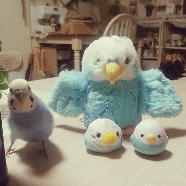 机/インコ/セキセイインコ/ペット/ぬいぐるみ...などのインテリア実例 - 2014-09-22 07:11:51