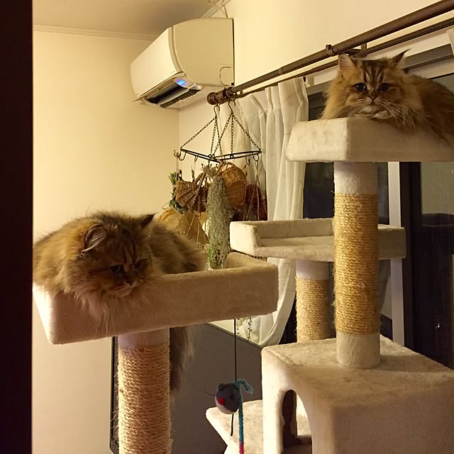 butachanさんの実例写真