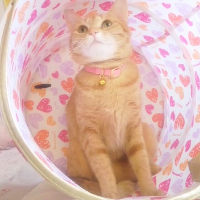 fu-ka24さんの実例写真