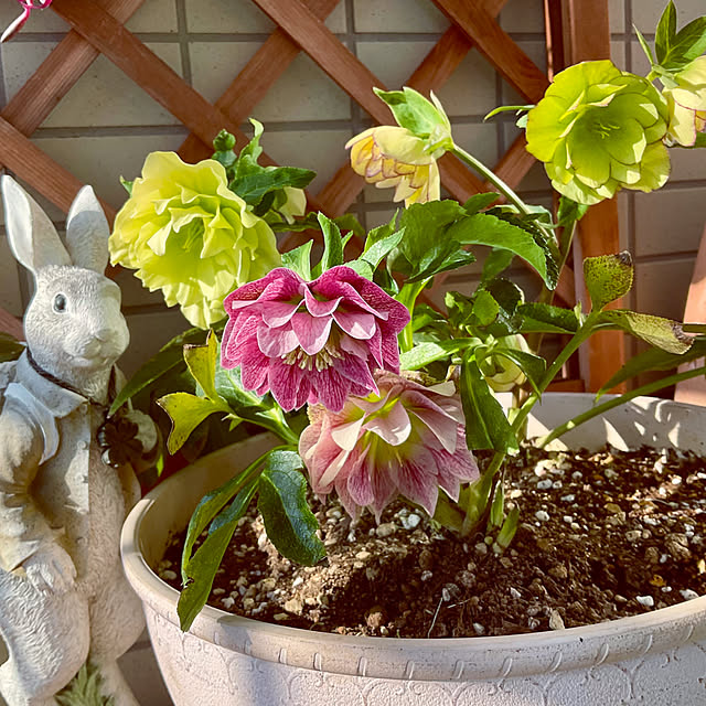 2.11maririnさんの部屋