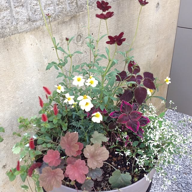 dicekbeetleさんの実例写真