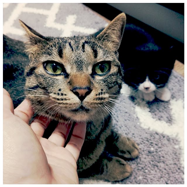 chobicoさんの実例写真