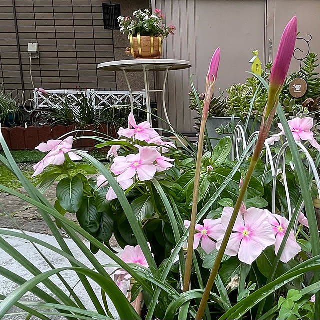 puriyuzuさんの実例写真