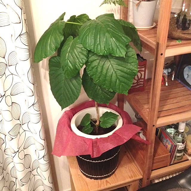dicekbeetleさんの実例写真