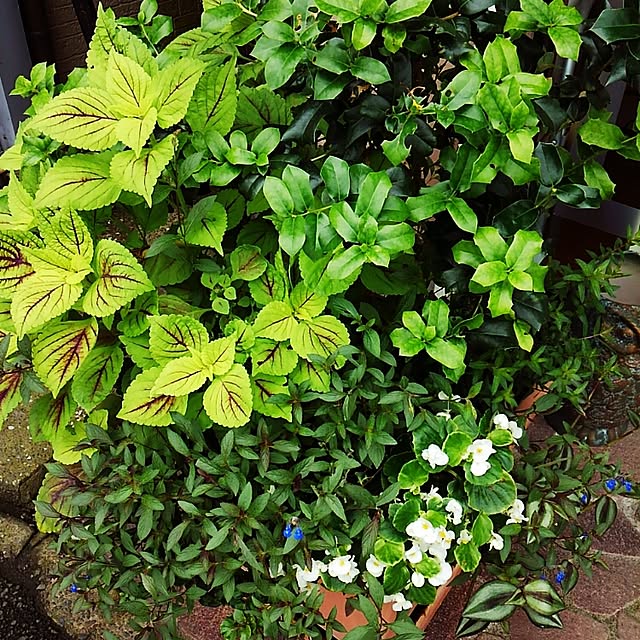 玄関/入り口/寄せ植えのインテリア実例 - 2016-09-15 10:31:39