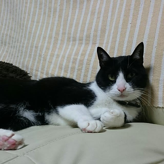 runaさんの実例写真