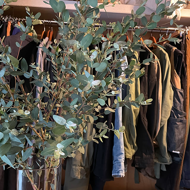 観葉植物/机のインテリア実例 - 2021-11-04 16:53:52