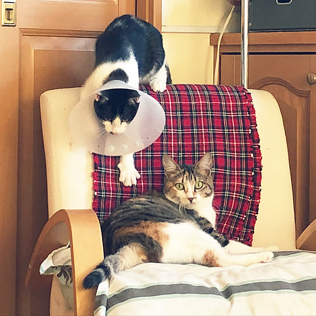bibiさんの実例写真