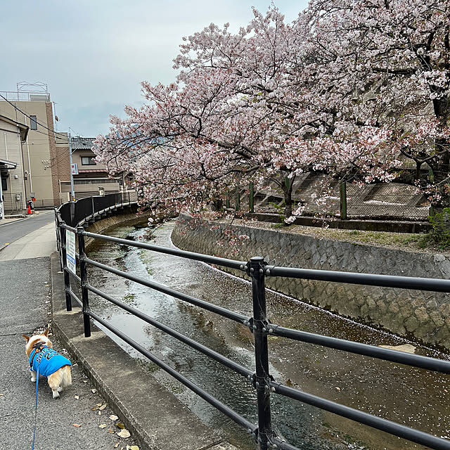 SIROさんの部屋