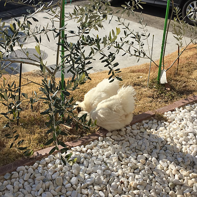 chohiさんの実例写真