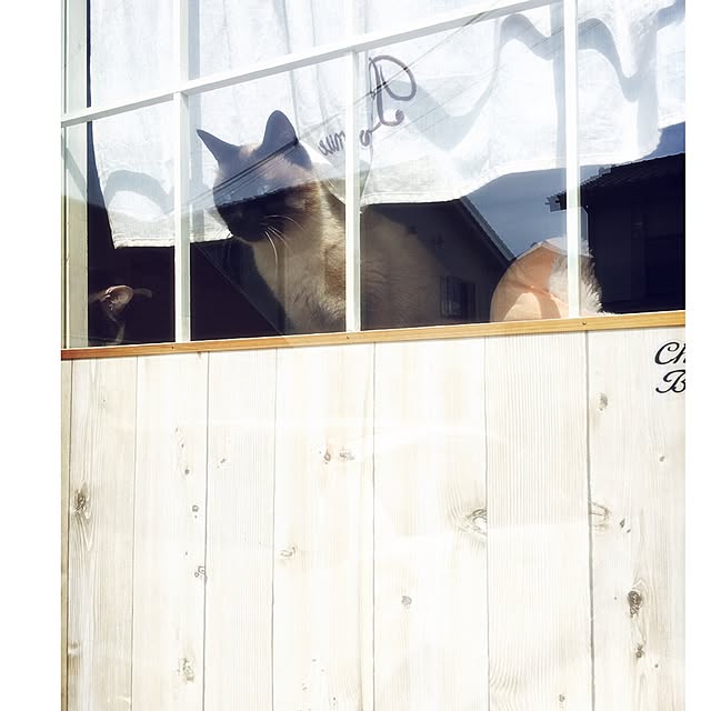 mintcatさんの実例写真