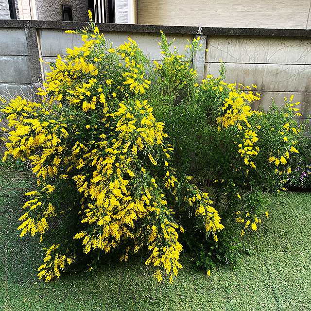 asaminさんの実例写真