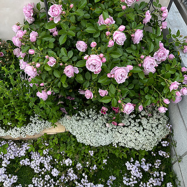 sakuraさんの部屋