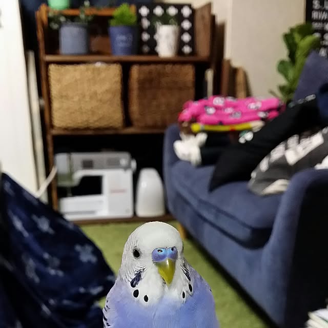 karinさんの実例写真