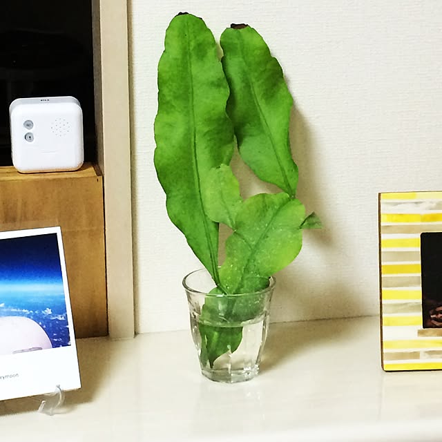 mymさんの実例写真