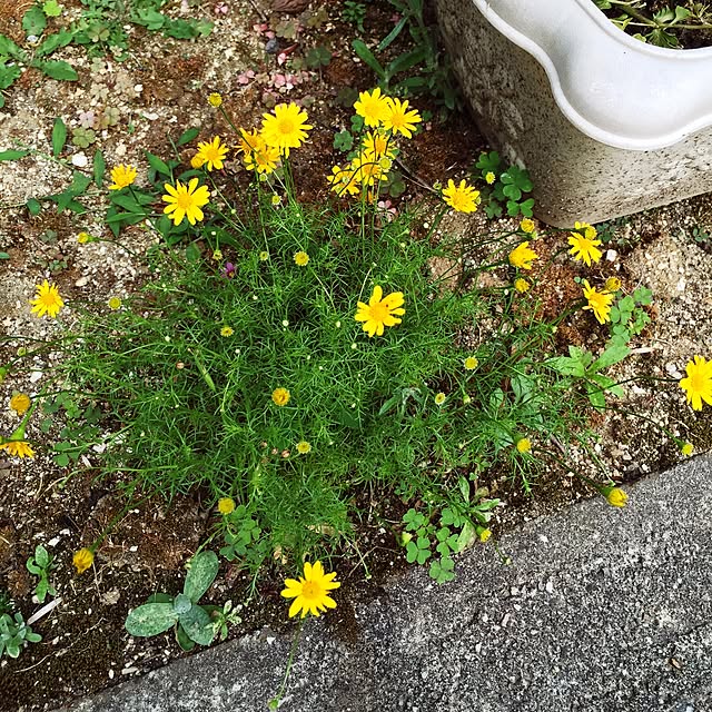 bibianさんの実例写真