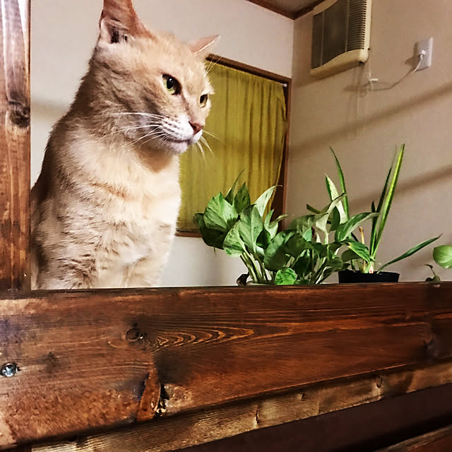 mikan161さんの実例写真