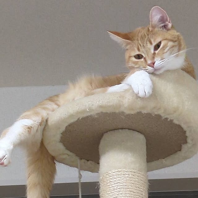 minnieさんの実例写真