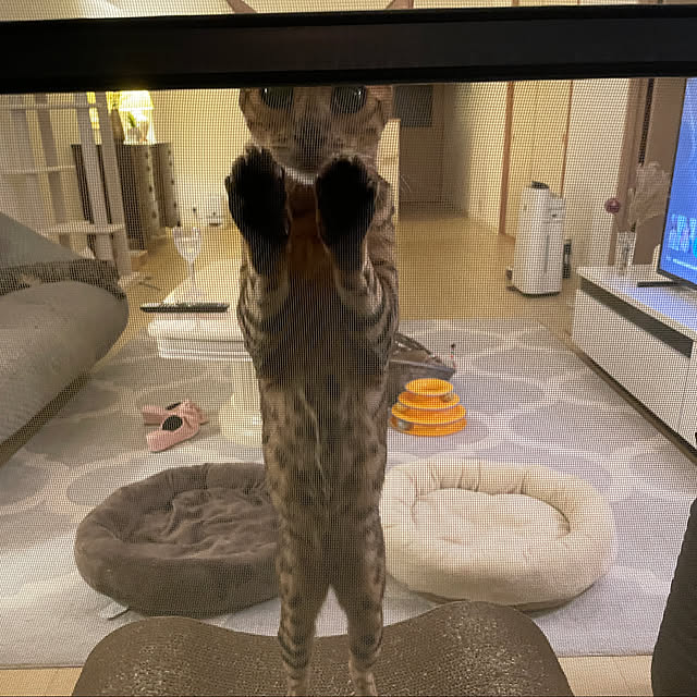 nene6さんの実例写真