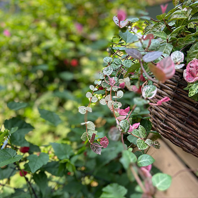 glassflowerさんの実例写真