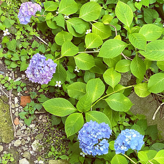 Yukimaruさんの実例写真