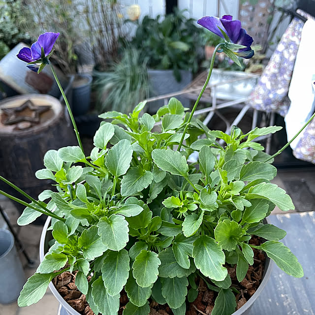 shiropenguinさんの部屋