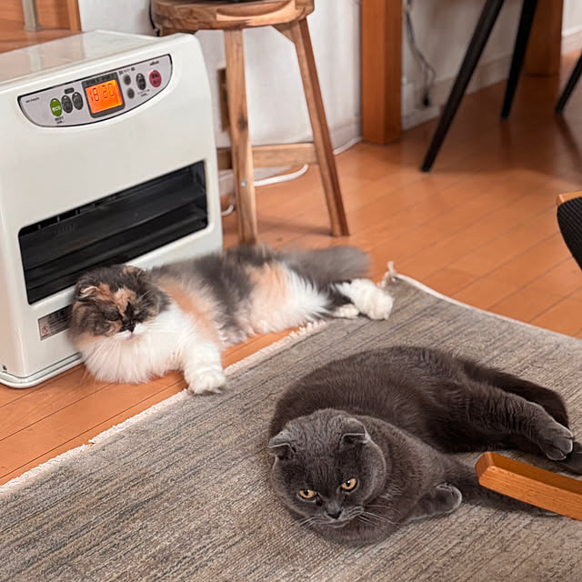 greycatsさんの部屋