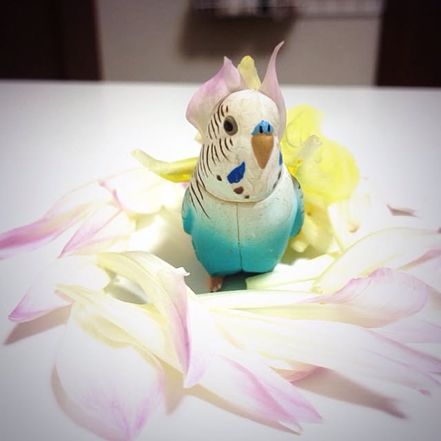 kanariaさんの実例写真