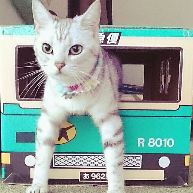 simaumaさんの実例写真