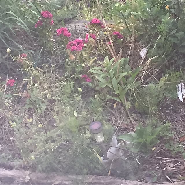 Umichanさんの実例写真