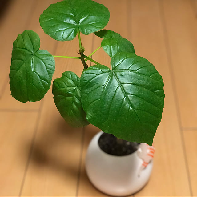 tetoさんの実例写真