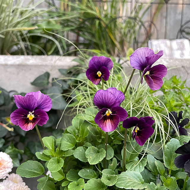 shiropenguinさんの部屋